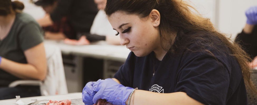 Young woman with medical gloves on dissects a pig heart